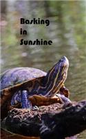 Basking in Sunshine