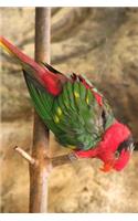 Josephine's Lorikeet Parrot Journal