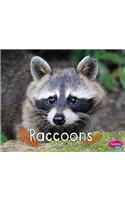 Raccoons