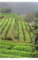 Tea Plantation Journal