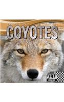 Coyotes