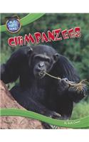 Chimpanzees: (World's Smartest Animals)