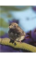 Sparrow Notebook Large Size 8.5 x 11 Ruled 150 pages Softcover