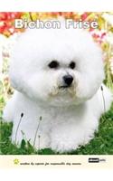 Bichon Frise