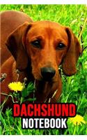 Dachshund Notebook: Journal / Diary / Notepad, Gifts For Dog Lovers (Lined, 6 x 9)