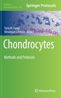 Chondrocytes