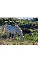 Cheval Camarguais 2017