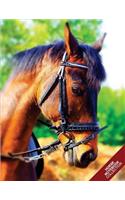 Horse Notebook Collection: (Horse Notebook, Journal, Diary) (Notebook Gifts) Collect Them All