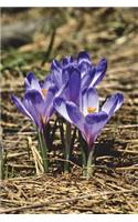 Early Spring Crocus Flowers in Blossom Journal: 150 page lined notebook/diary