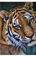 Magnificent Tiger Portrait Big Cat Journal