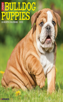 Just Bulldog Puppies 2022 Wall Calendar (Dog Breed)