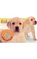 Touch & Feel; Puppy & Friends
