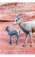 Our Arizona: Baby Animals