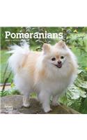 POMERANIANS 2020 MINI WALL CALENDAR