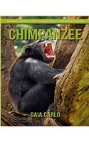 Chimpanzee