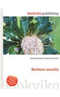Banksia Sessilis