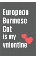 European Burmese Cat is my valentine