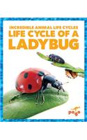 Life Cycle of a Ladybug