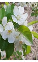 Springtime 2019 Daily Planner Open Flowering Tree Buds 384 Pages