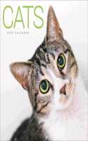 CATS WIRO W 2020