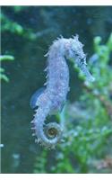 Seahorses