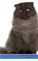 Scottish Fold Cat Presents