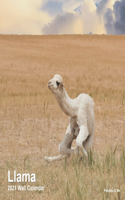 Llama
