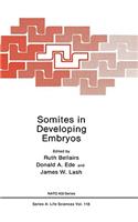 Somites in Developing Embryos