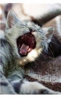 Yawning Kitten Journal