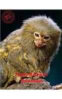 Pygmy Marmoset Sketchbook: (Sketchbook for Teens)