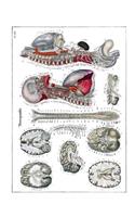 Neurography Composition Notebook