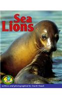 Sea Lions