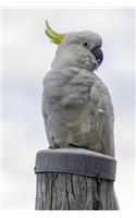Proud Cockatoo Journal