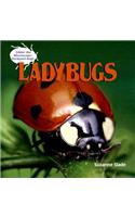 Ladybugs