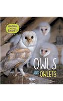 Owls and Owlets