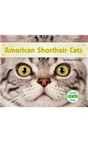 American Shorthair Cats