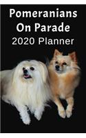 Pomeranians On Parade