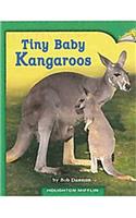 Tiny Baby Kangaroos