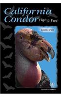 California Condor: Flying Free