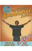 Exciting Endocrine System