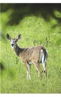 White Tail Deer - Doe Journal