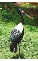 Say Hello to the Saddle-Billed Stork Journal