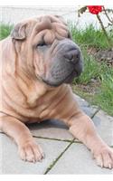 Such a Sweet Face! Shar-Pei Dog Pet Journal