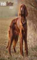 Irish Setter 2023 Wall Calendar