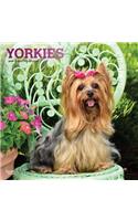 Yorkshire Terriers 2019 Square Foil