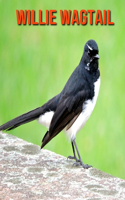 Willie Wagtail: Fun Facts & Cool Pictures