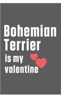 Bohemian Terrier is my valentine: For Bohemian Terrier Dog Fans