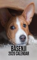 Basenji 2020 Calendar