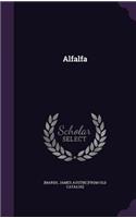 Alfalfa