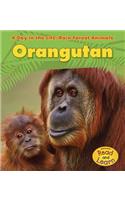 Orangutan